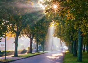 Foto på en allé i Trelleborg med strilande solljus