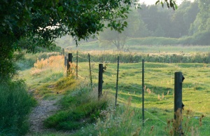 Naturbild träd och ängar